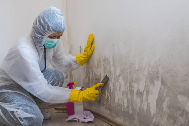 Best White Mold Remediation in Elbow Lake, MN