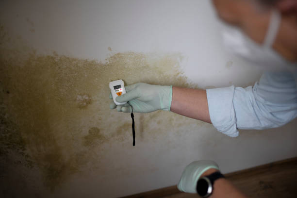 Best Attic Mold Remediation in Elbow Lake, MN