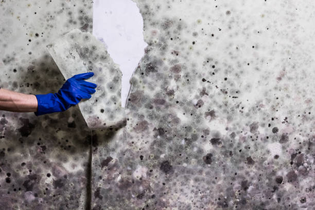 Best Bathroom Mold Remediation in Elbow Lake, MN