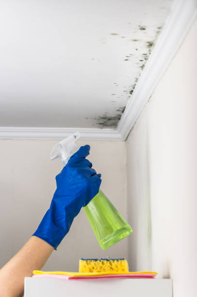 Best Post-Flood Mold Remediation in Elbow Lake, MN